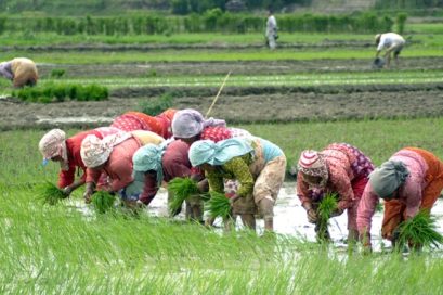 आज असार १५ : राष्ट्रिय धान दिवस