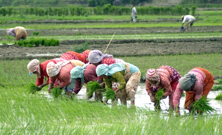 आज असार १५ : राष्ट्रिय धान दिवस