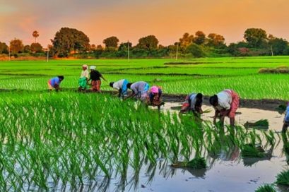झण्डै ९९ प्रतिशत खेतमा धान रोपाइँ : रोपाइँ दरमा वृद्धि