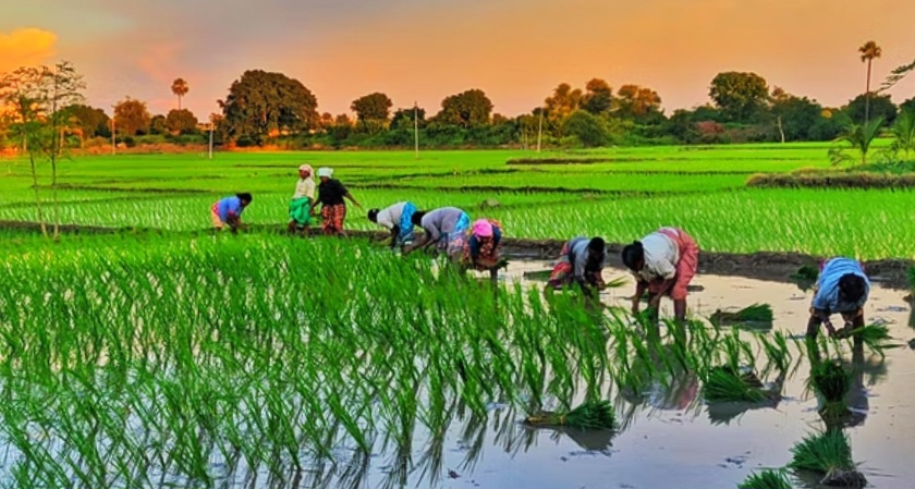 झण्डै ९९ प्रतिशत खेतमा धान रोपाइँ : रोपाइँ दरमा वृद्धि